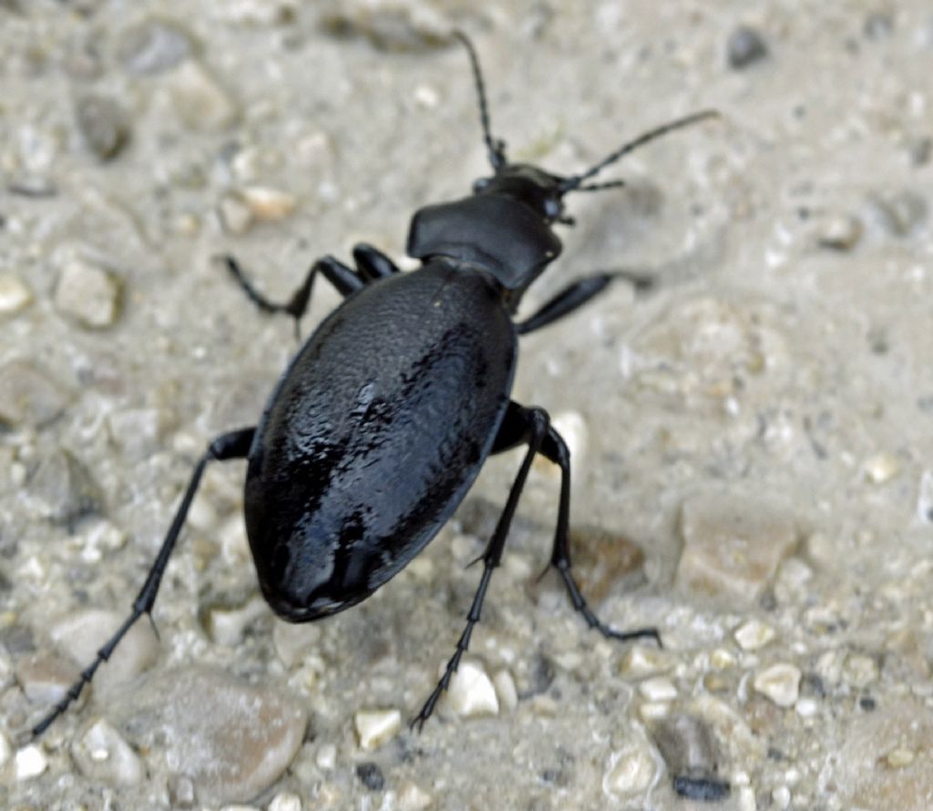 Carabus coriaceus